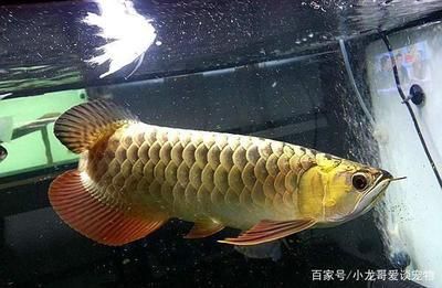 養金龍魚水溫多少合適呀：養金龍魚的水溫