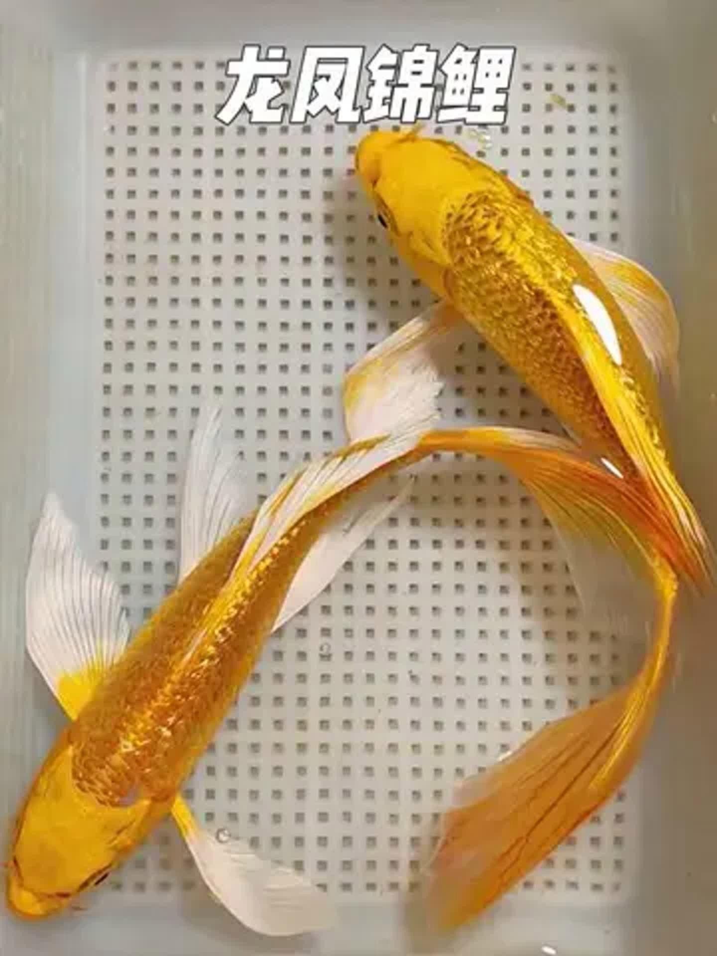 龍鳳魚哪個品種最稀有？