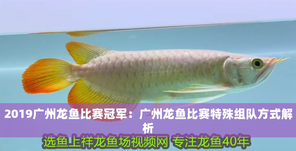 2019廣州龍魚比賽冠軍：廣州龍魚比賽特殊組隊方式解析