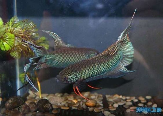 龍魚缸放橄欖葉好嗎：如何正確處理龍魚缸中的橄欖葉