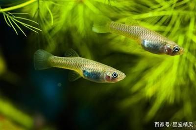龍魚好處，風水學中龍魚養殖技巧有哪些龍魚養殖技巧有哪些