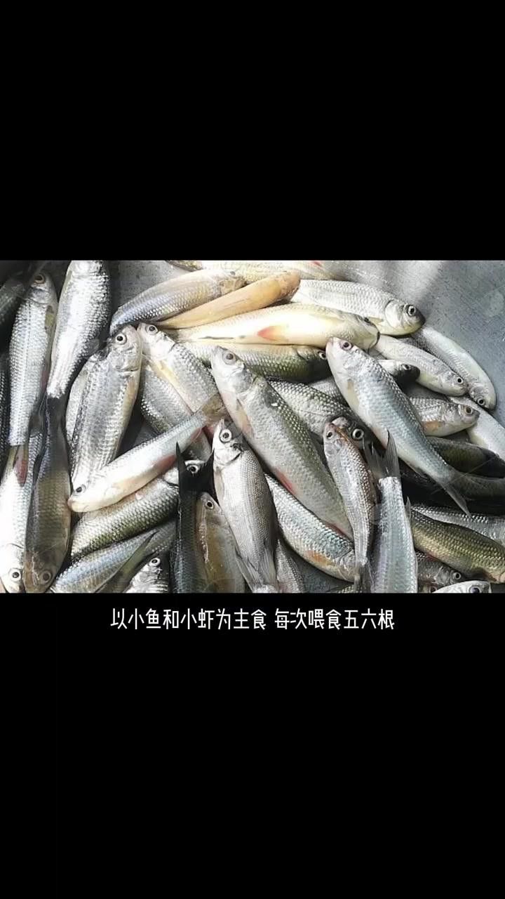 金龍魚(yú)多久喂一次食物合適？