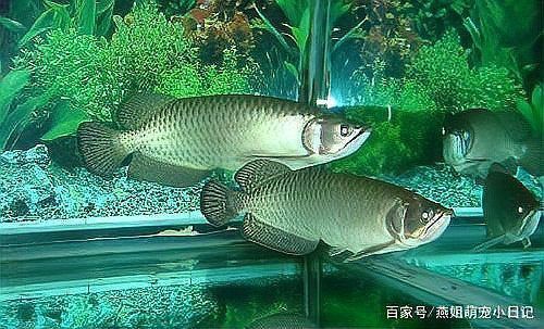 龍魚厭食最佳治療方法