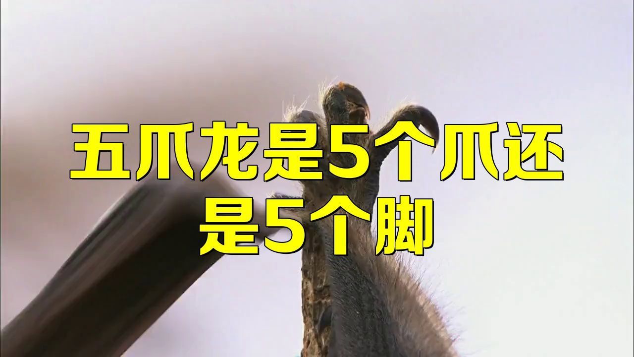 五爪金龍是貶義詞嗎還是褒義