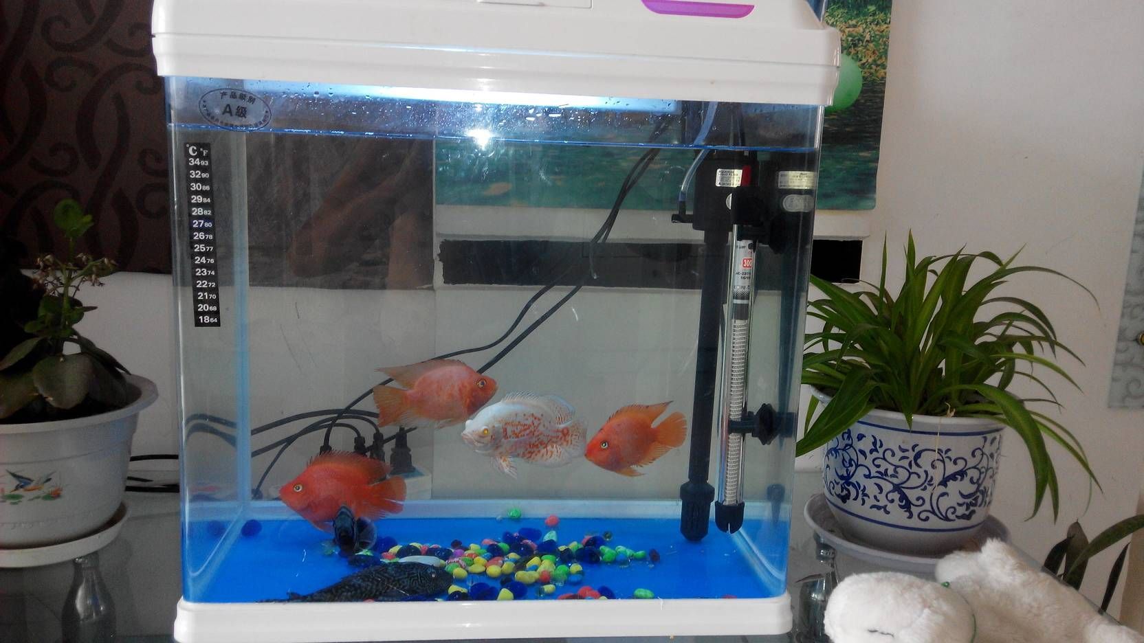 紅龍魚缸里放兩條豹點清道夫好嗎（在紅龍魚缸中放兩條豹點清道夫有一定的好處）