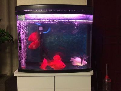 紅龍魚缸里放兩條豹點清道夫好嗎（在紅龍魚缸中放兩條豹點清道夫有一定的好處）