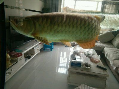 龍魚身上有白色痘痘：龍魚身上出現白色痘痘可能是由幾種原因引起的原因和治療方法 龍魚身上有白色痘痘：龍魚身上出現白色痘痘可能是由幾種原因引起的原因和治療方法 龍魚百科 第1張