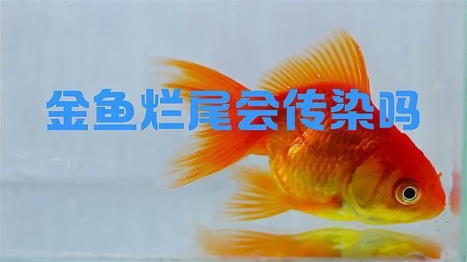 金魚爛尾病會傳染嗎？