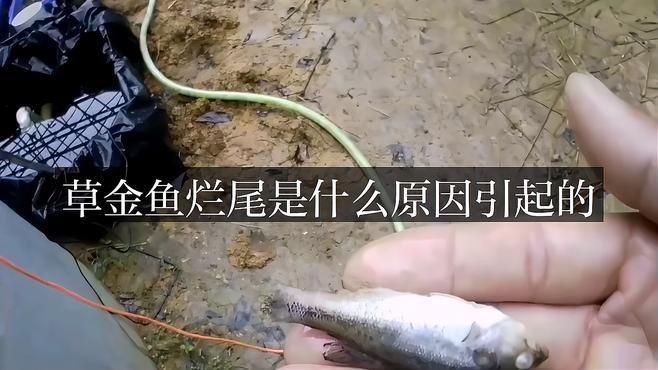 金魚爛尾病會傳染嗎？