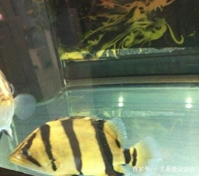 龍魚虎魚打架配條什么魚會好：適合與龍魚和虎魚混養的魚類