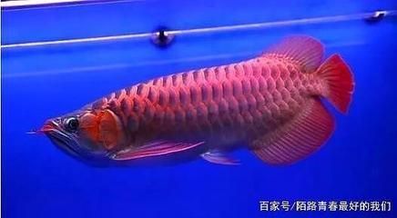 變異金龍魚價位：世界上最貴的觀賞魚，比紅龍魚貴的一些