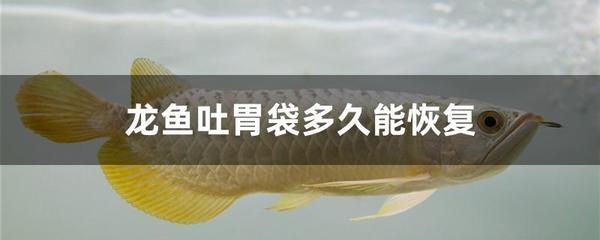 龍魚吃了就吐出來（龍魚在進食后出現嘔吐現象）