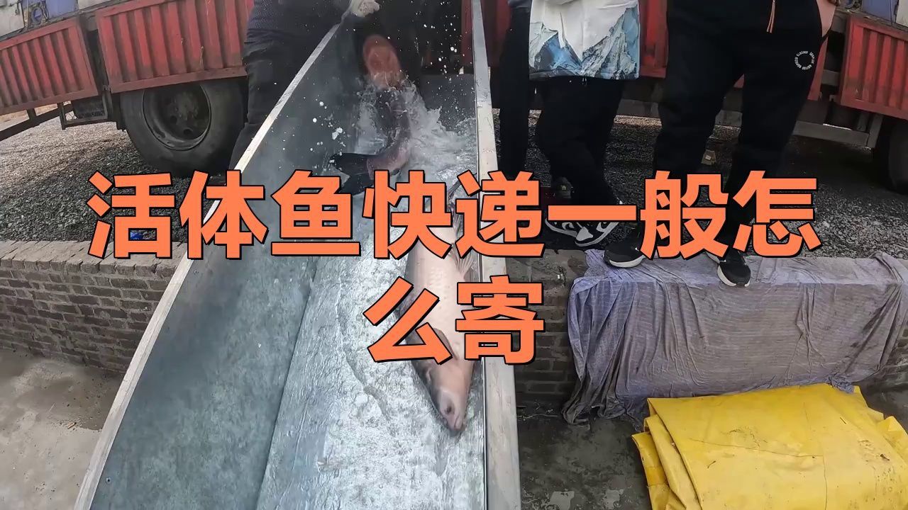 哪個快遞可以寄活魚 哪個快遞可以寄活魚 龍魚百科 第5張