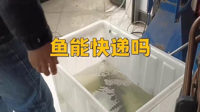 哪個快遞可以寄活魚 哪個快遞可以寄活魚 龍魚百科 第4張