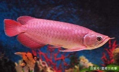 龍魚人工繁殖技術(shù)：龍魚人工繁殖技術(shù)需要注意什么，龍魚人工繁殖技術(shù)要點
