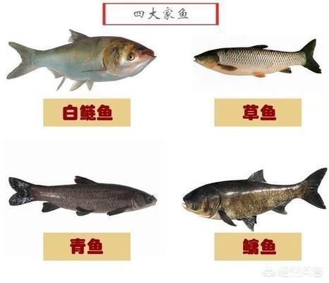 龍魚人工繁殖技術(shù)：龍魚人工繁殖技術(shù)需要注意什么，龍魚人工繁殖技術(shù)要點