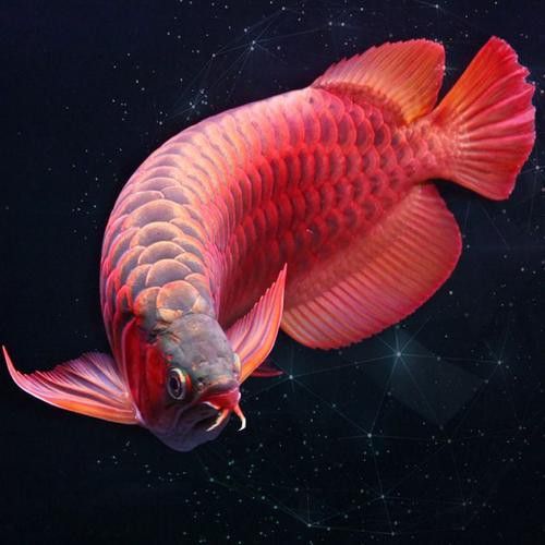 短身紅龍的價格是多少？