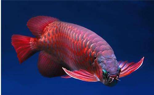 星點龍魚混養注意事項