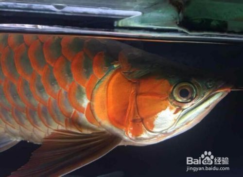 如何挑選紅龍魚幼魚，如何挑選紅龍魚幼魚，紅龍魚幼魚成長速度查詢指南