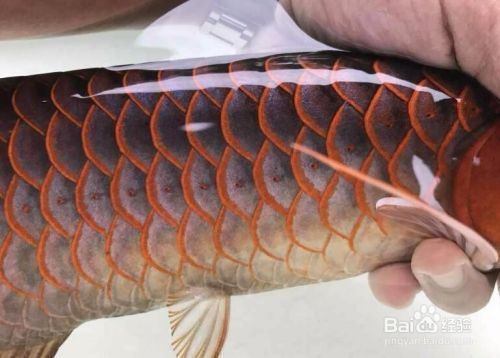 如何挑選紅龍魚幼魚，如何挑選紅龍魚幼魚，紅龍魚幼魚成長速度查詢指南