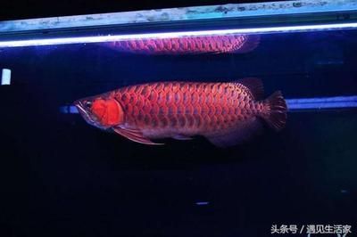 紅龍魚鱗片什么形狀的好