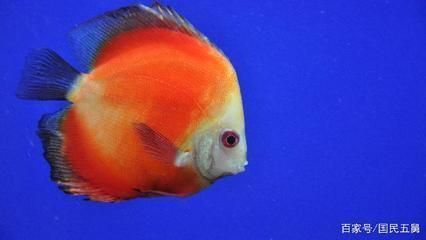 龍魚能多久不吃東西會死掉：龍魚能多久不吃東西會死？了解龍魚的耐餓極限與健康管理