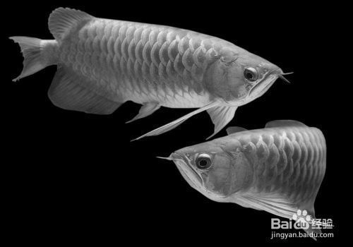 龍魚種類區(qū)別在哪里（常見龍魚種類的區(qū)別：紅龍與金龍的區(qū)別，紅龍與金龍的區(qū)別）