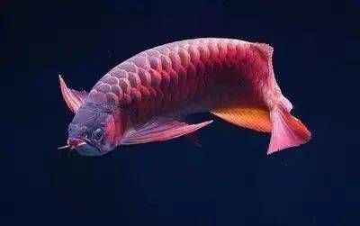 紅龍魚的水溫是多少（紅龍魚水溫多少合適紅龍魚水溫多少合適）