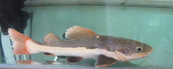 恐龍魚不吃東西會死嗎（六角恐龍魚不吃東西會面臨死亡風險，虎紋恐龍魚食物選擇指南）