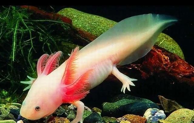 恐龍魚不吃東西會死嗎（六角恐龍魚不吃東西會面臨死亡風險，虎紋恐龍魚食物選擇指南）