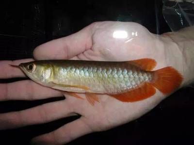 新手養(yǎng)龍魚適合養(yǎng)什么：小龍魚的價格從低到高不等