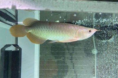 金龍魚多少水溫合適冬天：金龍魚多少水溫合適冬季金龍魚多少水溫合適