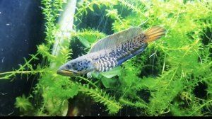 奶茶雷龍魚多少錢一只：奶茶雷龍魚價格