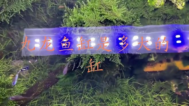 2.5米魚缸養(yǎng)九龍魚可以嗎