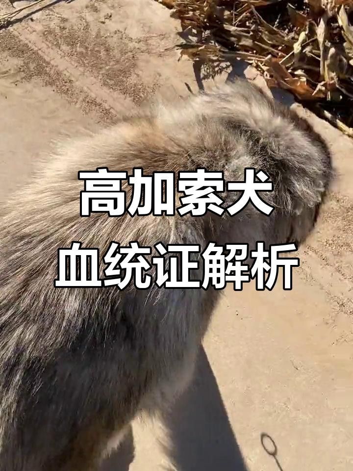 龍魚(yú)血統(tǒng)證書(shū)費(fèi)用是多少？