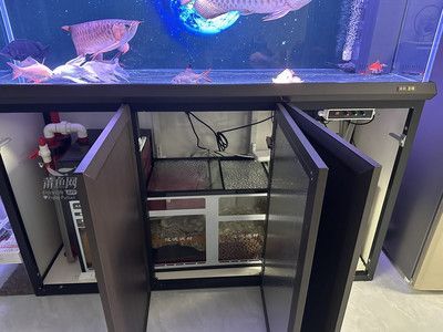 龍魚魚缸需要打燈嗎（龍魚魚缸是否需要打燈？）