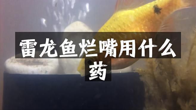 龍魚潰爛初期如何治療？