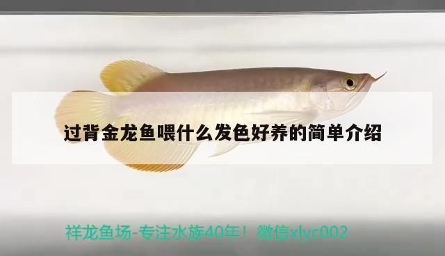 過背金龍魚多久發(fā)色正常：過背金龍魚的發(fā)色時(shí)間