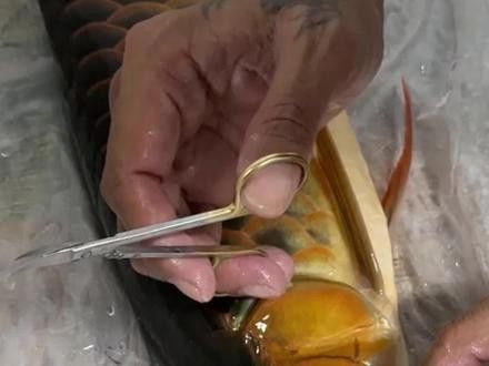 太原龍魚掉眼手術