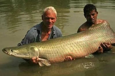 幼龍魚一天喂幾次食物：“龍”在中國傳統文化中的概念