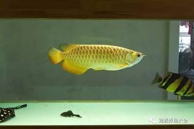 龍魚缸要多寬：關(guān)于龍魚缸寬度的詳細信息