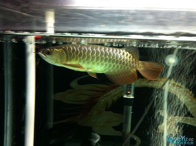 藍底金龍是什么龍魚（藍底金龍魚市場價格趨勢藍底過背金龍魚的飼養技巧）