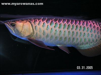 藍底金龍是什么龍魚（藍底金龍魚市場價格趨勢藍底過背金龍魚的飼養技巧）