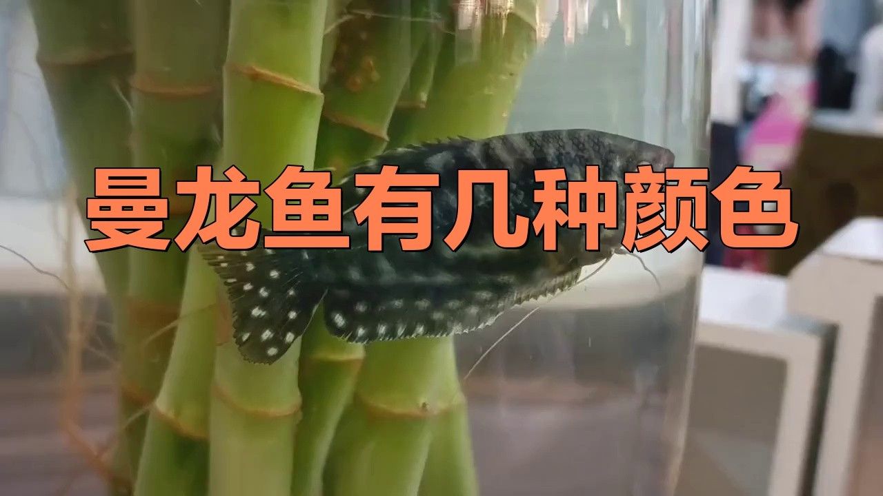 藍曼龍魚有幾種顏色的