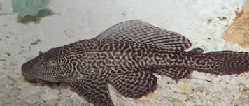 魚(yú)缸清潔魚(yú)選什么好（清道夫魚(yú)的日常護(hù)理）