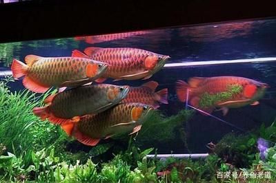 有哪些龍魚專用驅(qū)蟲藥推薦？