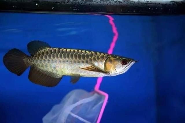 龍魚翹頭和子彈頭哪個好