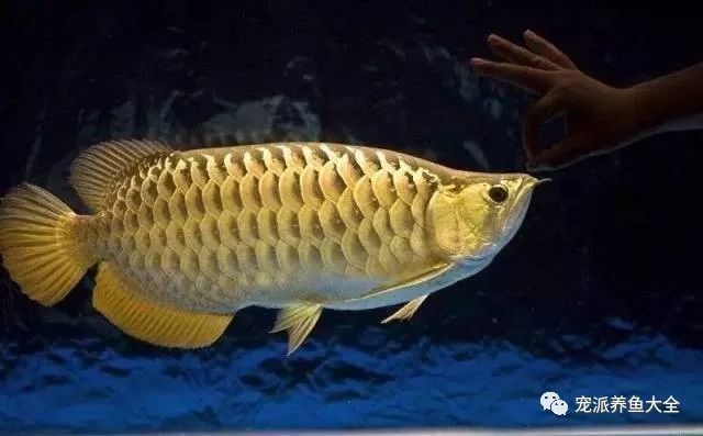 龍魚翹頭和子彈頭哪個好