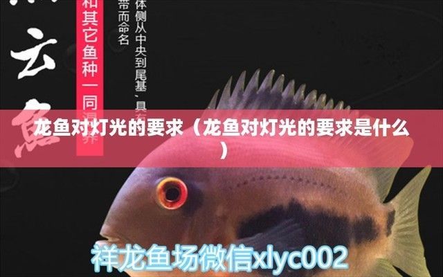 龍魚可以一直開燈嗎：龍魚不可以一直開燈，長時間的光照會影響龍魚健康生長