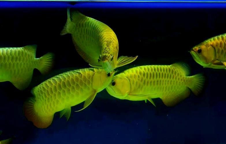 如何找到高清的金龍魚壁紙？